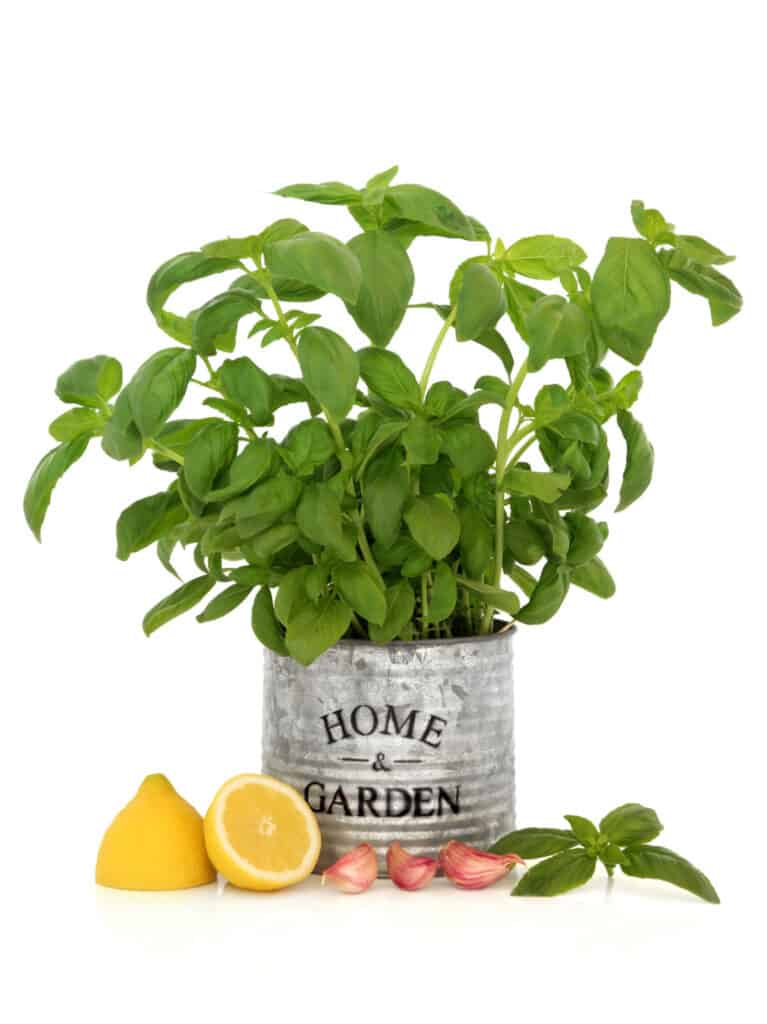 fresh basil growing in a can that say Home & Garden with a halved lemon, and garlic cloves beside it
