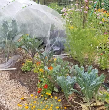 rows in a vegetable garden with insect row cover over brassicas