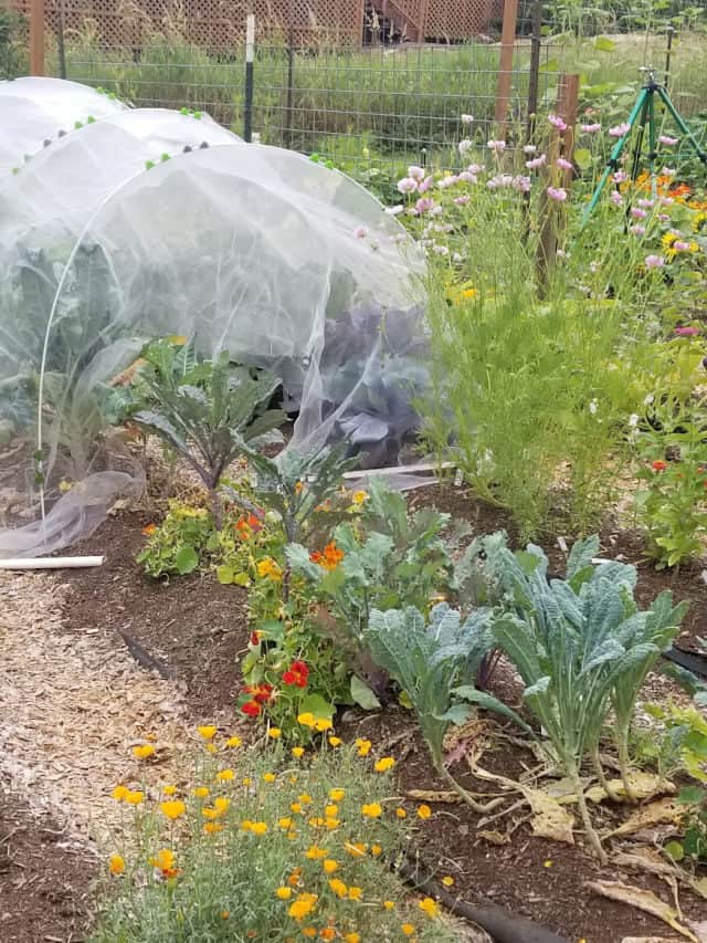 Food Gardening for Beginners
