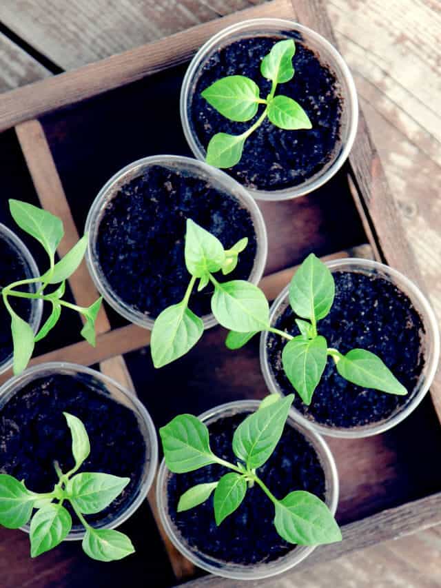How to Harden Off Your Seedlings
