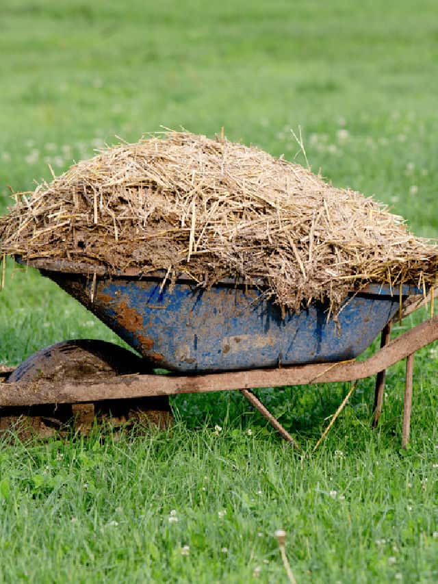 How to Use Straw and Hay in the Garden