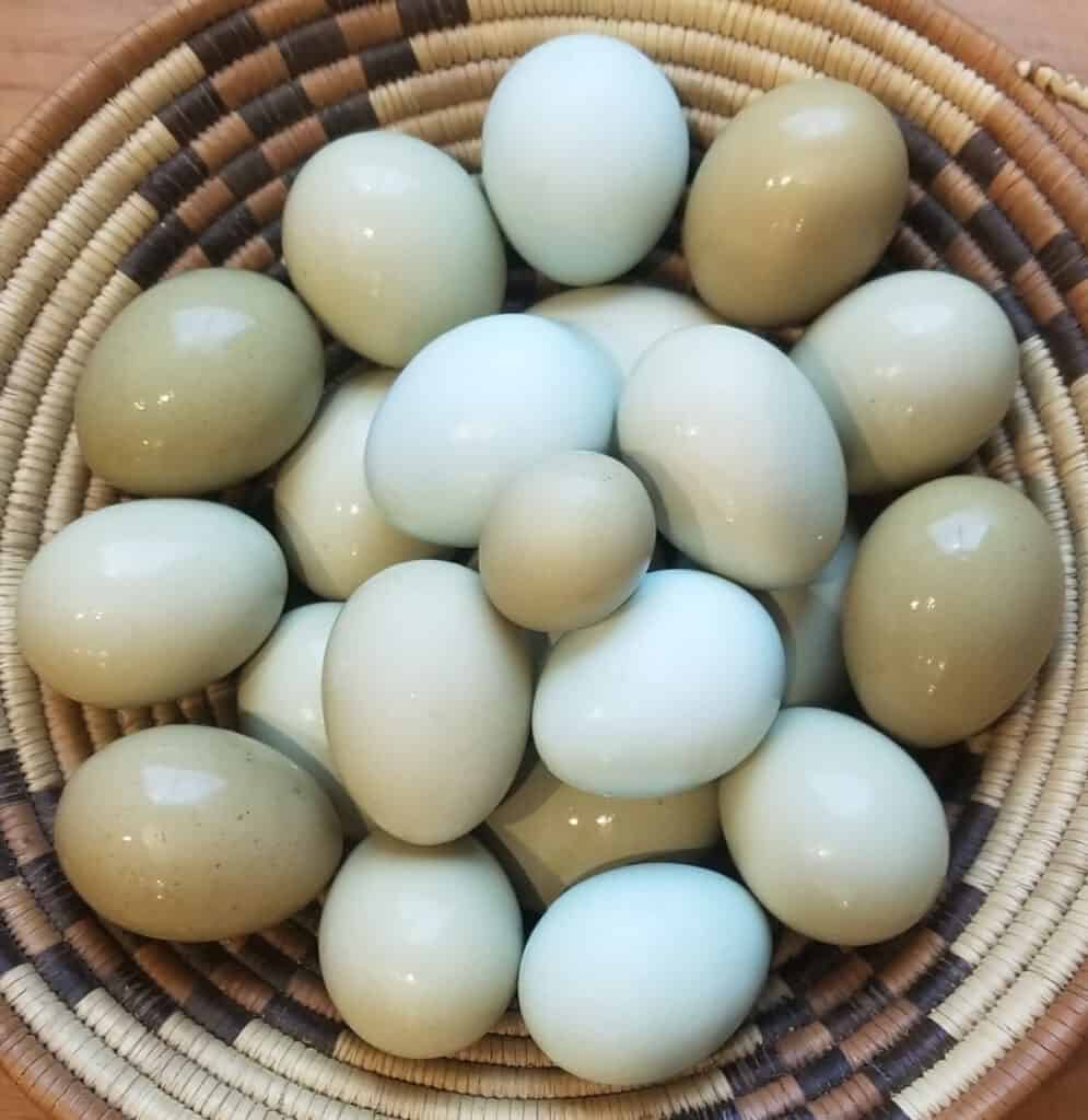 a woven basket full of green eggs in different shades with a few blue eggs also