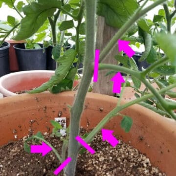 a tomato plant with magenta lines showing which branches to prune off