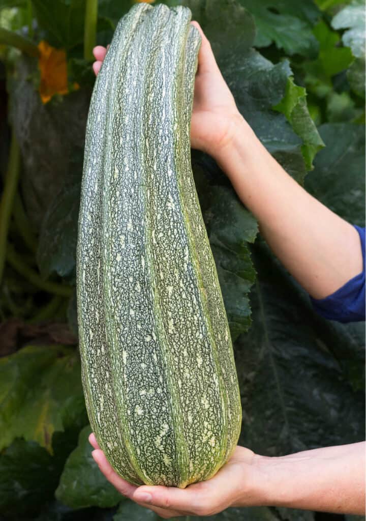two hands holding up a super large zucchini