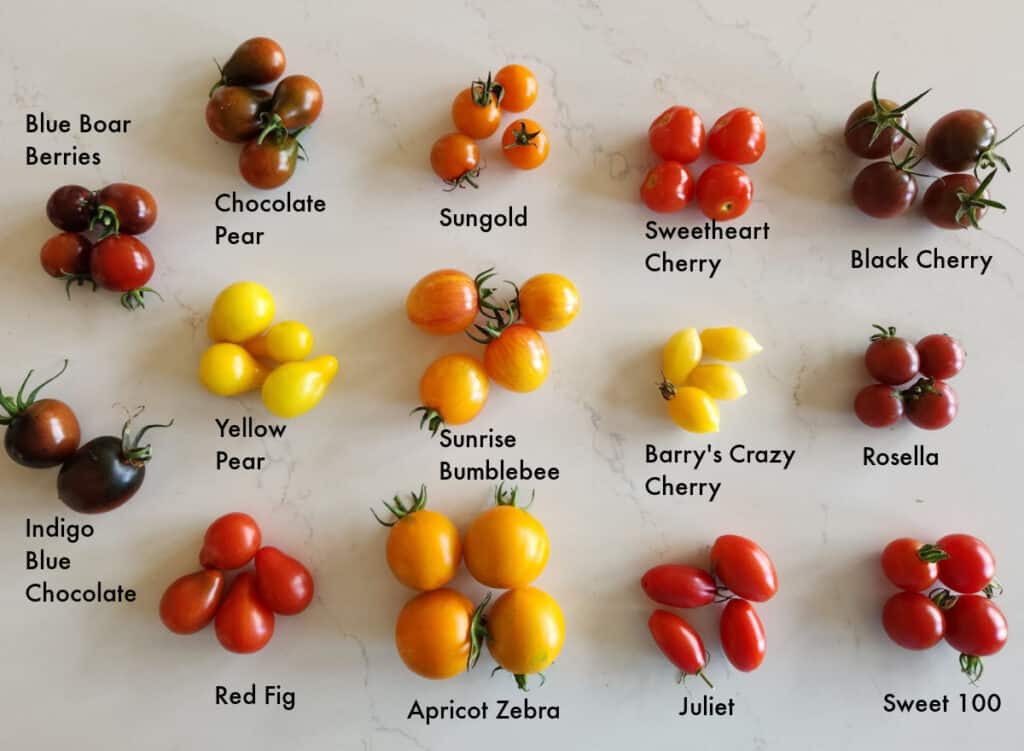 photo showing a sampling of each of the 14 cherry tomato varieties I've grown in 2023