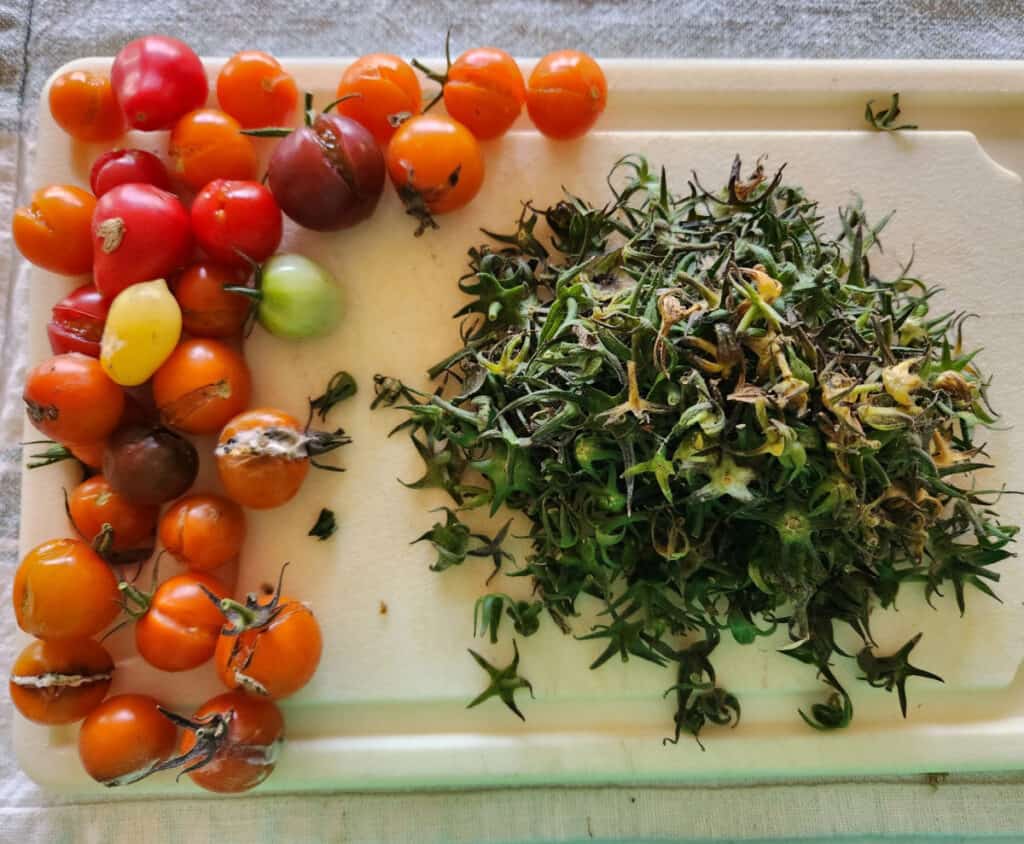 close up of rotten or split tomatoes removed and a pile of stems removed