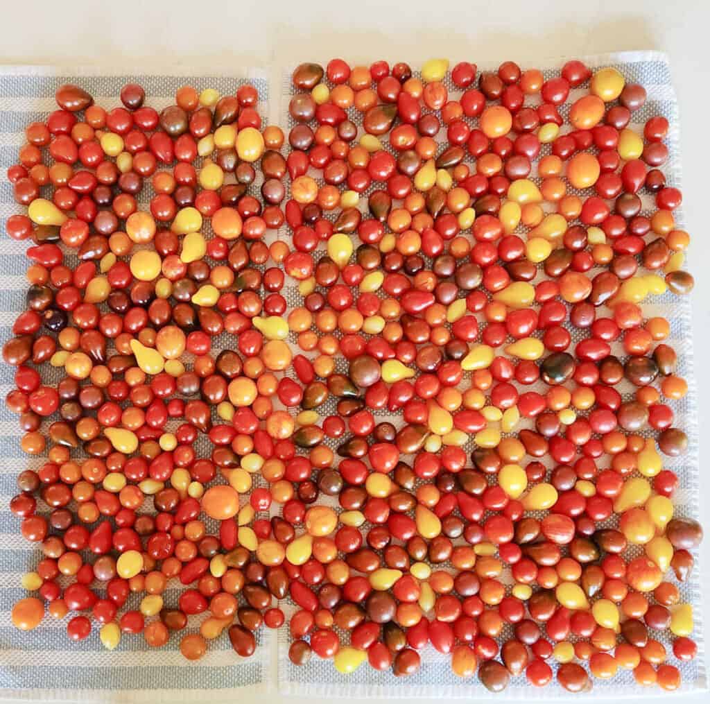 two kitchen towels covered in drying cherry tomatoes